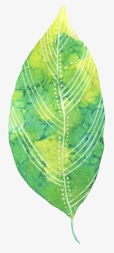 手绘水彩风一片大树叶