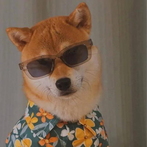 cp头像这个夏天我这个小舔狗要变成小热狗了