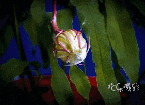 昙花展蕊绽娇颜!