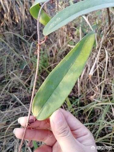 原创农村里这种藤蔓植物叫什么?好像可以挖它的根块做药材?