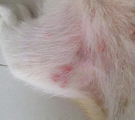 我家狗狗得的是不是螨虫