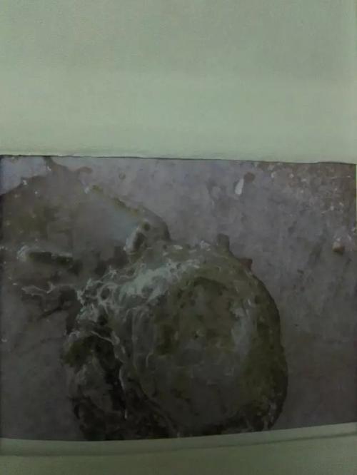 球虫与沙门氏菌感染