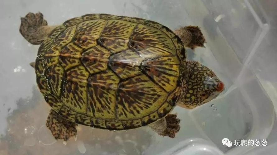 关于萨尔文龟苗的挑选,谈谈自己的一些观点
