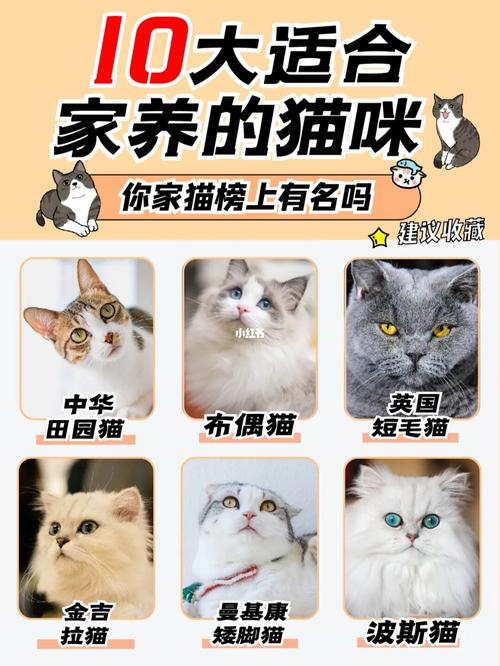 166066大适合家养的猫75你家猫榜上有名吗_猫咪