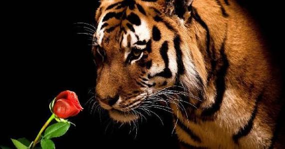 求一张猛虎嗅蔷薇的图片,是看着凶猛的虎闻着唯美的花