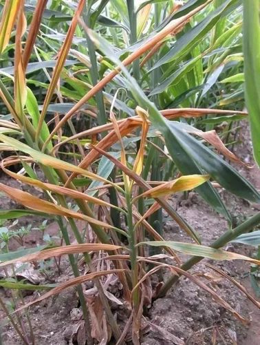 钻心虫 危害生姜的主要害虫. 危害特点