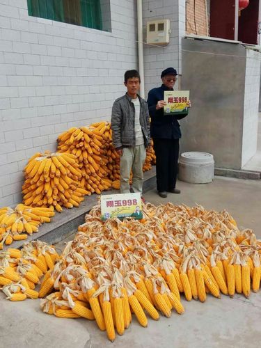 翔玉998夏播表现杠杠的