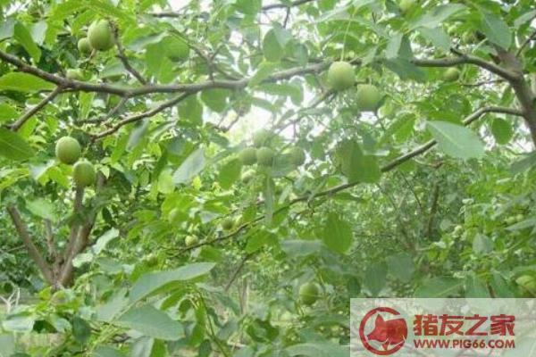 核桃树几年能结果 如何种核桃树