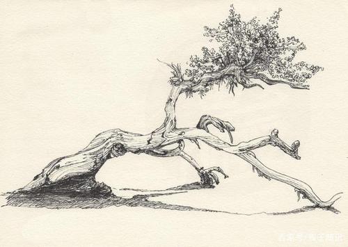 手绘 树 黑白 速写 植物