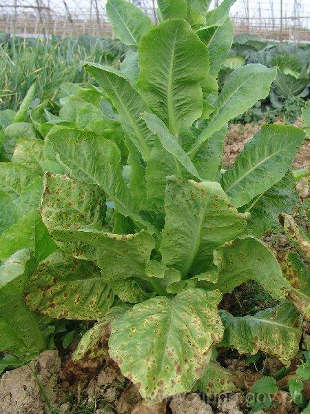 莴苣赤褐斑病