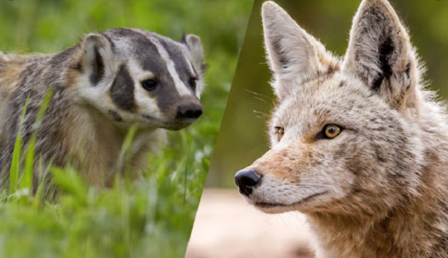 狼狈为奸一词的狈,如果要说是另外一种动物,实际上是不存在的,狈实则