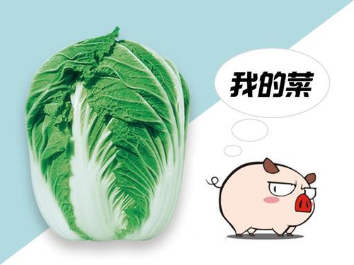 好白菜被猪拱了图片