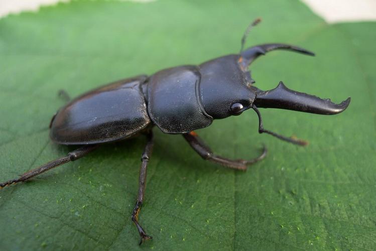 微距--嘴巴象剪刀的恐怖小昆虫图片4
