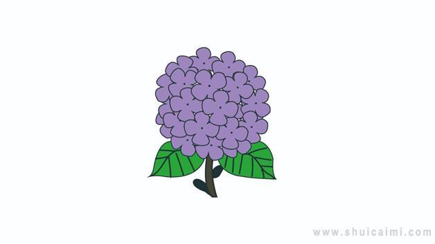 绣球花简笔画怎么画绣球花简笔画画法