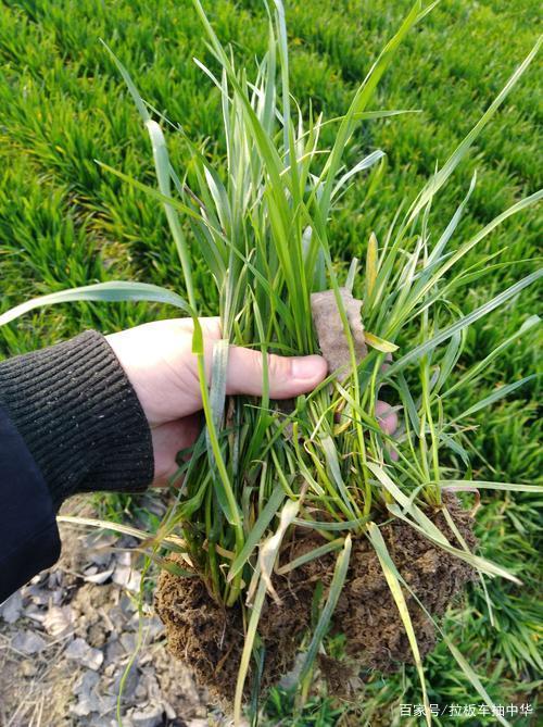 多花黑麦草在小麦田危害,需引起各位注意!