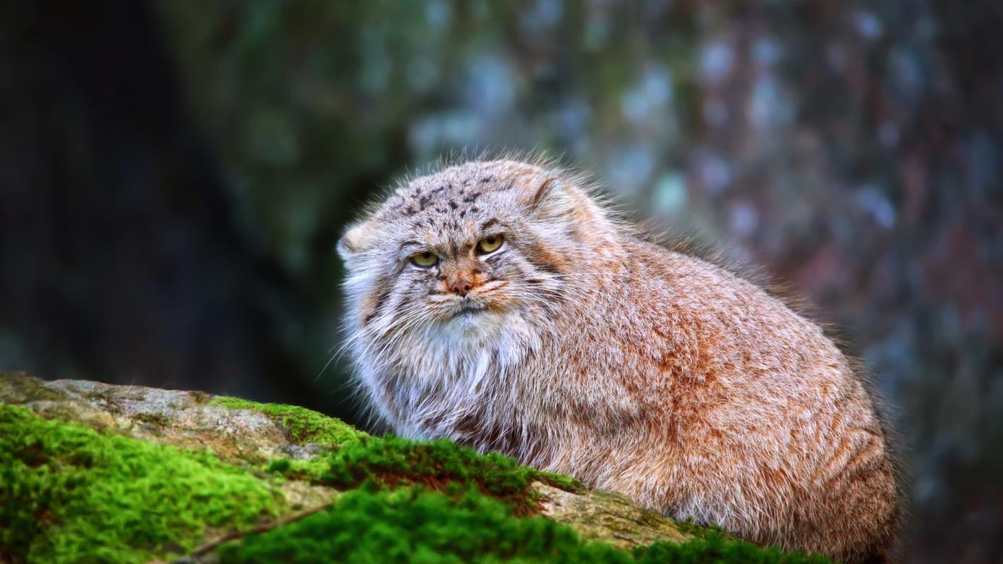 "行走的表情包"兔狲图片高清宽屏壁纸