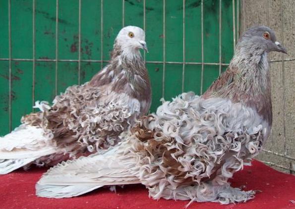 供应黑色芙蓉鸽 白色芙蓉鸽 黄色芙蓉鸽种鸽
