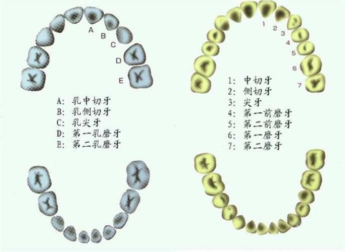 "我知道我知道,我妈妈说我的牙齿掉了会长出新牙,新牙就叫恒牙!
