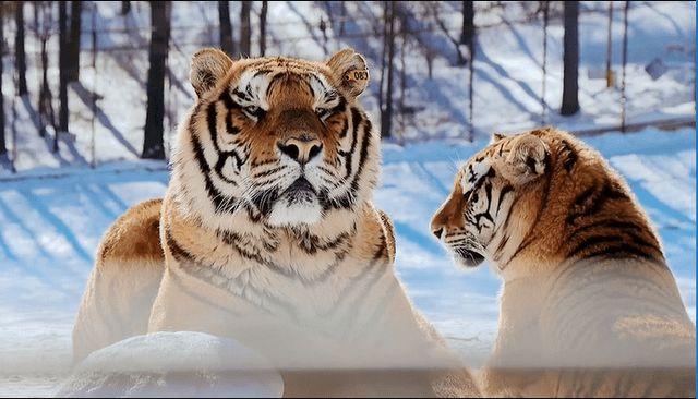 网易首页>网易号>正文申请入驻> 黑龙江省海林市横道河子东北虎林园是