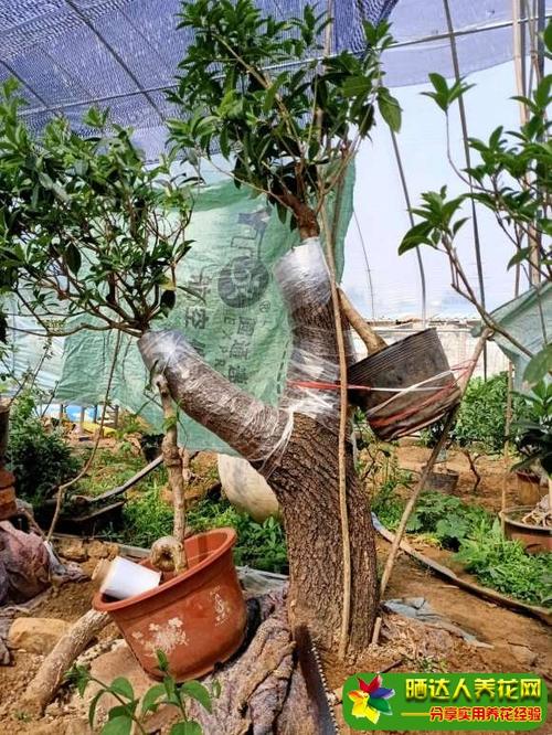 流苏下山桩嫁接桂花怎么样