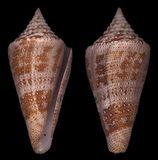 地图芋螺图片_百度百科