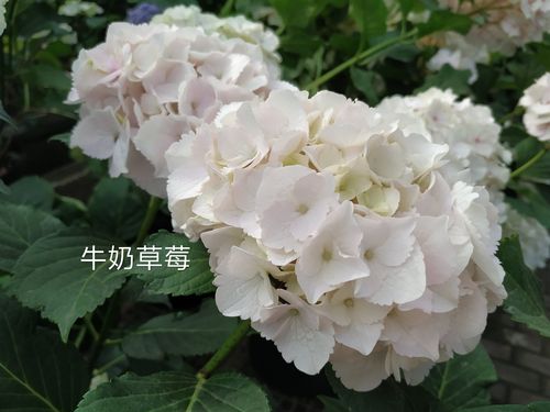 牛奶草莓