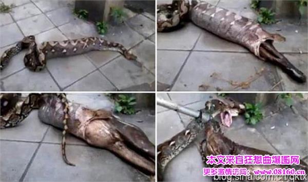 实拍美女被蟒蛇活吞蟒蛇惊人吃狗图