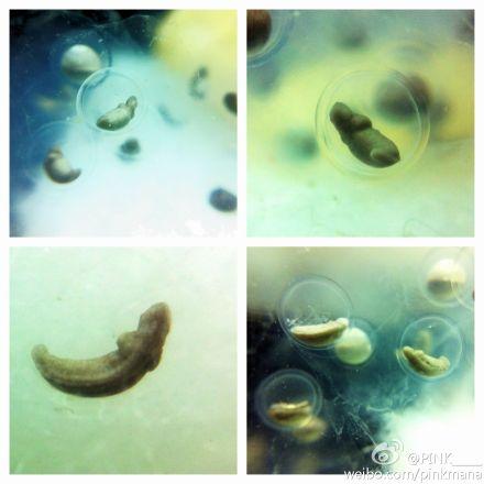 六角恐龙产卵孵化记