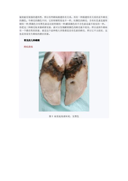 关于牛并蹄的解剖结构.docx