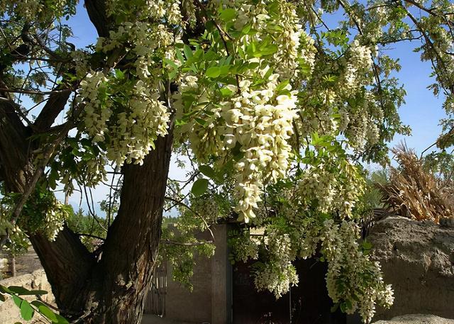 河南老家的槐花树