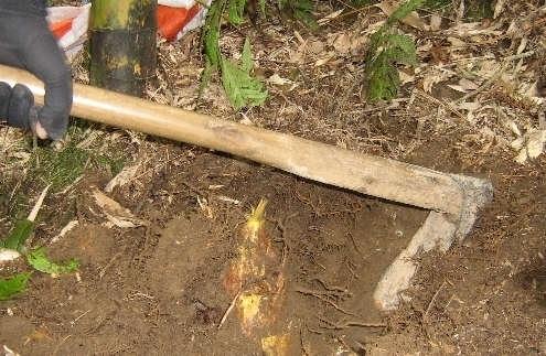 半山国家森林公园,玉泉,宝石山,但凡有竹林的景区,都能看到"禁止挖笋"