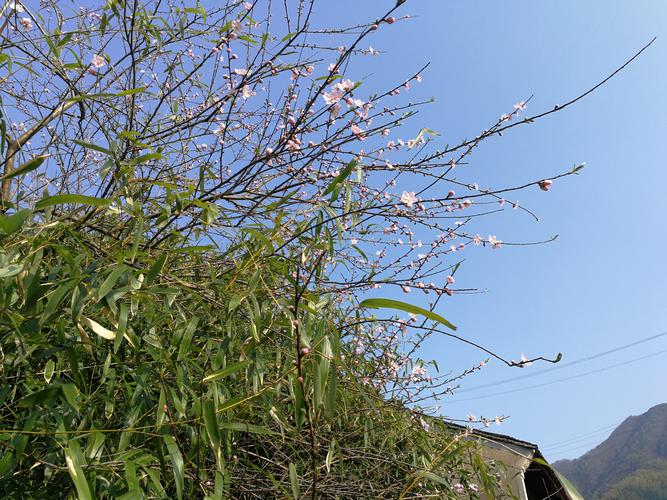梅柳过江春