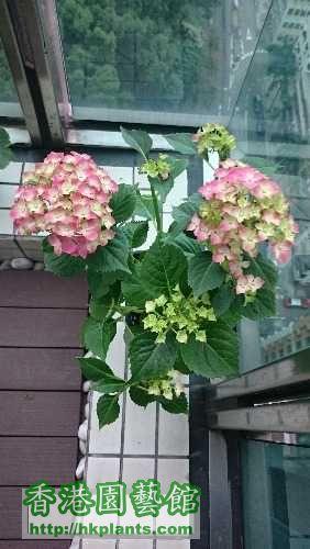 绣球花 (新手)