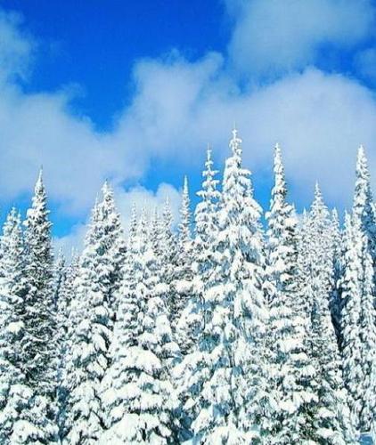 喜马拉雅雪松精油抗老就像游戏打怪你在哪级打哪级