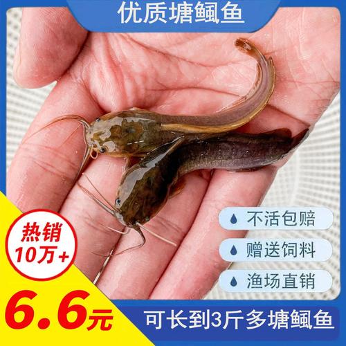 本地塘鲺鱼苗塘角鱼苗三黄塘角鱼滑鱼八胡子鱼大口鲶活体鱼淡水鱼