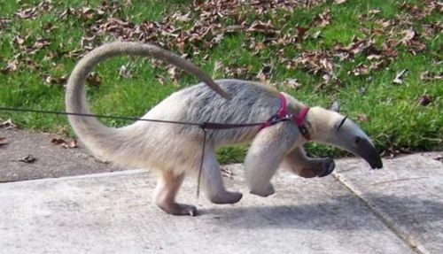 世界上舌头最长的动物:食蚁兽的舌头为什么那么长