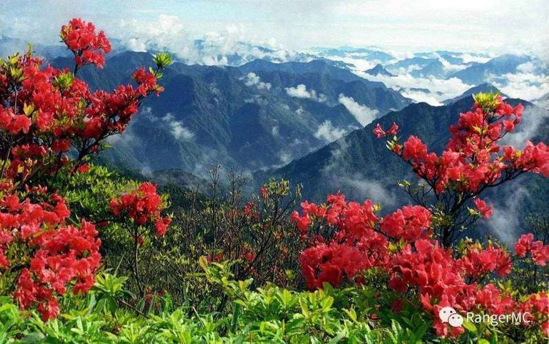 04,白马雪山高山杜鹃林 (云南)