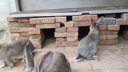 小伙花两天时间给兔子做个窝,大家看看怎么样