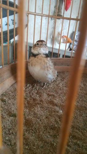 求大神帮忙辨别百灵的公母