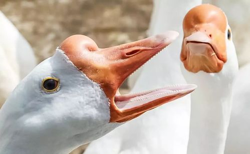 这恐怕就是 鹅头与鸭头的最大区别