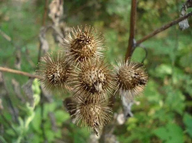写美篇 【别名】:恶实,鼠粘子,黍粘子,大力子,毛然然子,黑风子,毛锥子