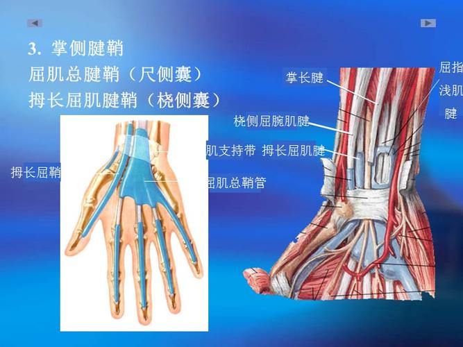 手部解剖及肌肉ppt