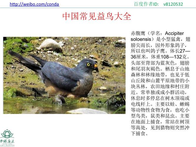 中国常见益鸟科普资料图文介绍.pptx