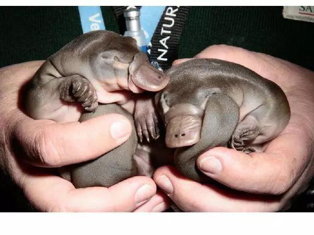 在记忆里已经灭绝的动物——鸭嘴兽,你见过吗?