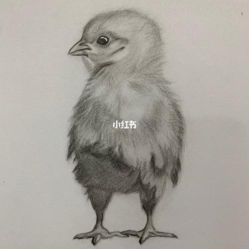 素描小鸡_素描_绘画_文化_绘画