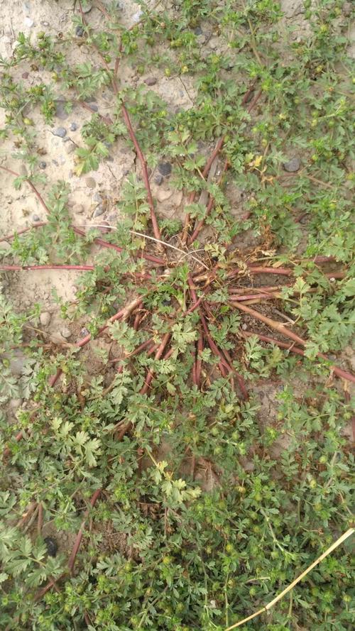 请问这是什么野菜?