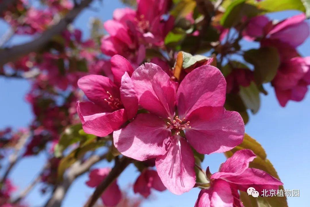 【红巴伦】海棠 malus "red barron"