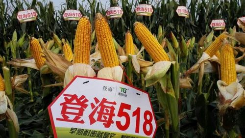 登海超级玉米518,棵矮密植顶瓜瓜