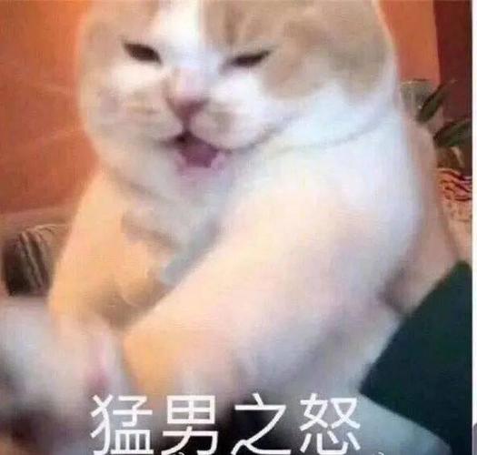 一组猛男必备表情包送给大家!