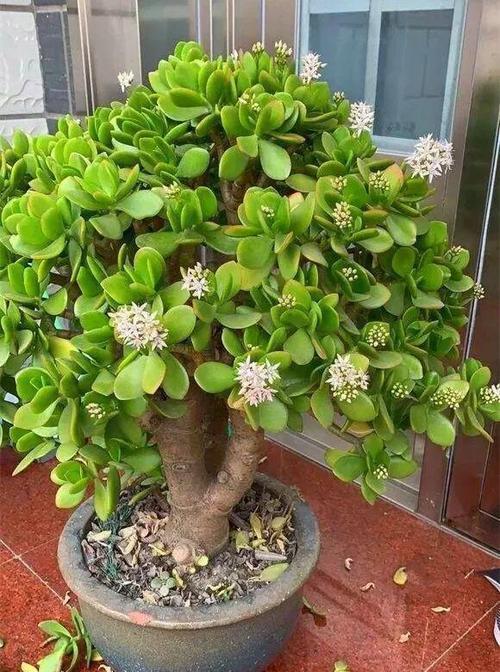 8月养玉树盆景,3件事不能做,叶翠绿厚实枝壮实,漂亮有